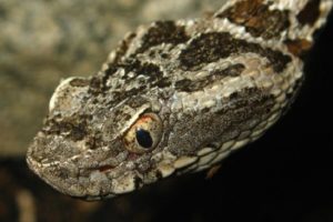 Científicos chilenos participan en investigación que descubre que veneno de las serpientes de Sudamérica podría detener metástasis del cáncer
