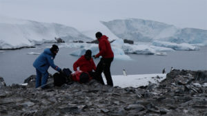 Investigan presencia de covid-19 en aves de la Antártica con potencial capacidad de infectar a humanos