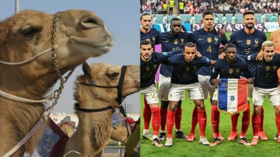 El virus del camello tiene a Francia en alerta: tres jugadores con síntomas