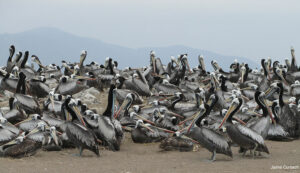 Antofagasta: Ante extensión de brote aviar, expertos advierten necesidad de reforzar vigilancia