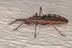 «Día Mundial de la Enfermedad de Chagas»